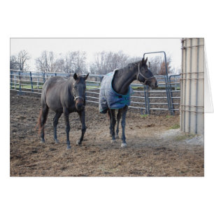 Cartão Camaradas de Cavalo de Fazenda