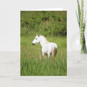 Cartão Camargue Horse in the Alpes Cote d'Azur of the