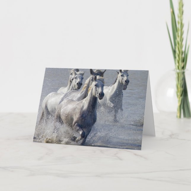 Cartão Camargue horses running on marshland to cross (Frente)