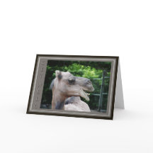 Camel Face Get Well Wishes