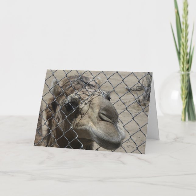 Cartão Camel Hello card (Frente)