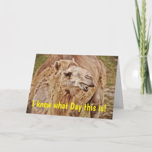 Cartão Camel Punny Humppy Birthday Card (Frente)
