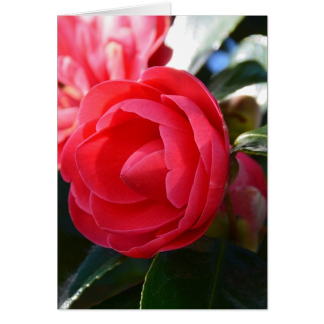 Cartão Camellia Blossom (Frente)