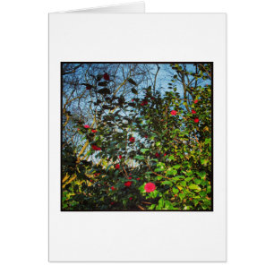 Cartão Camellia Bush.