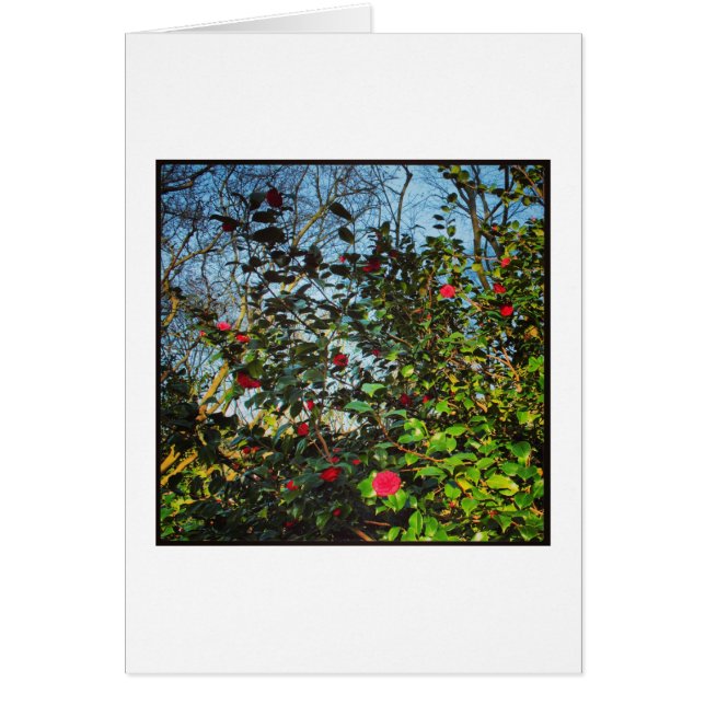 Cartão Camellia Bush. (Frente)