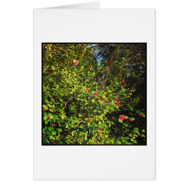 Cartão Camellia Bush 02. (Frente)