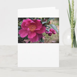 Cartão Camellia, Card