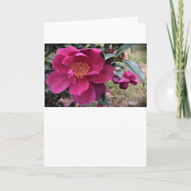 Cartão Camellia, Card (Frente)