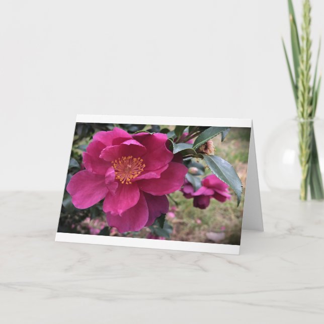 Cartão Camellia, Card (Frente)
