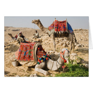 Cartão Camelo