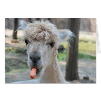 Cartão Camelo engraçado