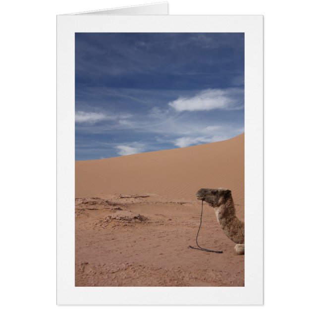 Cartão Camelo nas Dunas (Frente)