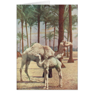 Cartão Camelos