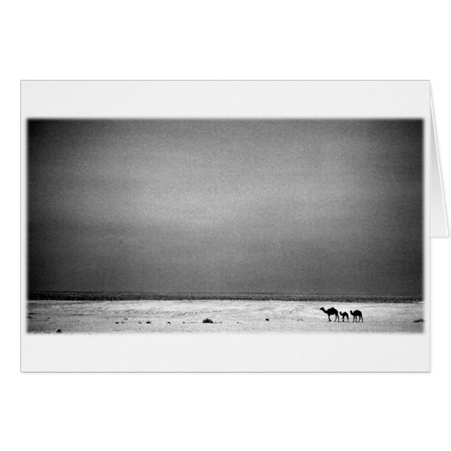 Cartão Camelos no deserto - Jordão 1990 (Frente Horizontal)