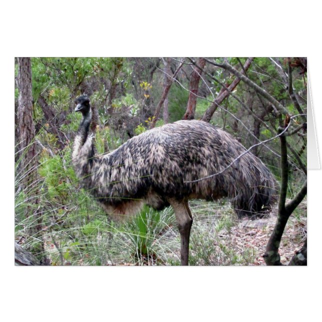 Cartão caminhada emu (Frente Horizontal)