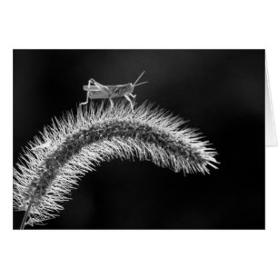 Cartão Caminhando no Ar - Gafanhoto