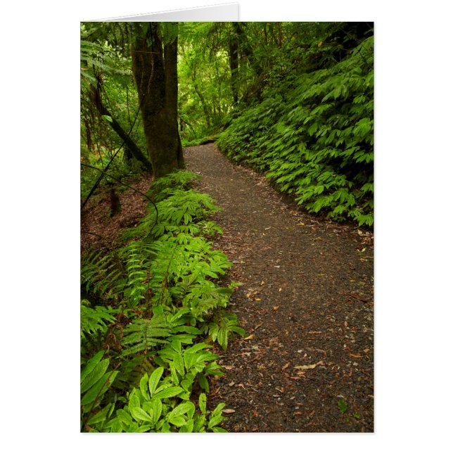 Cartão Caminhar pela Floresta (Frente)