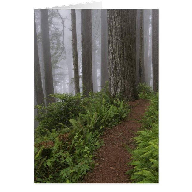 Cartão Caminho através das árvores de madeira vermelha gi (Frente)