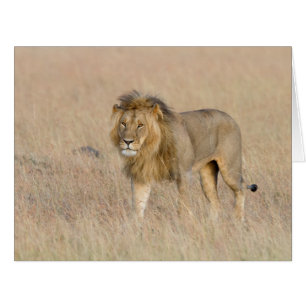 Cartão Caminho de leão
