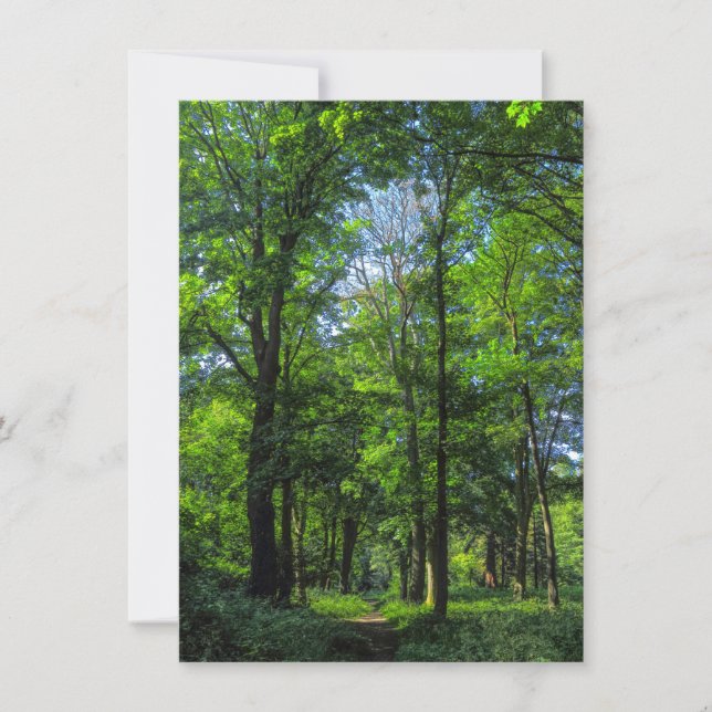 Cartão Caminho de Woodland. Blackweir Woods, Cardiff, Gal (Frente)