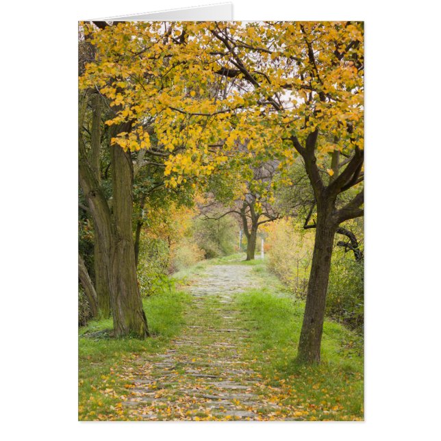 Cartão Caminho no outono (Frente)