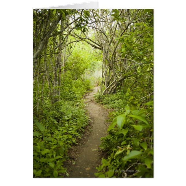 Cartão Caminho pela floresta (Frente)