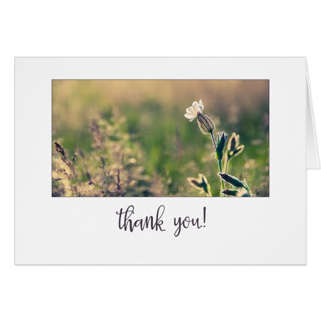 Cartão Campanha Rosa, Flor Selvagem, Obrigado (Frente Horizontal)