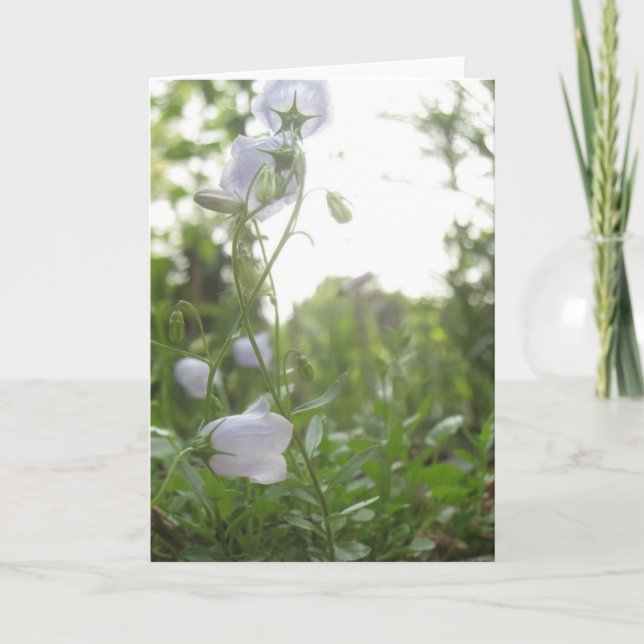 Cartão Campanula (Frente)