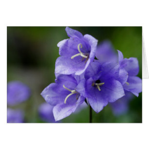 Cartão Campanula bonito do Bellflower