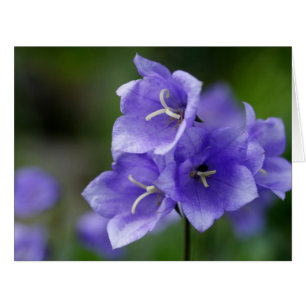 Cartão Campanula bonito do Bellflower