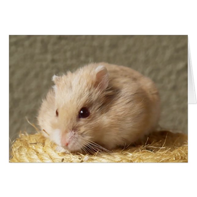 Cartão Campbells Dwarf Russian Hamster, Argente (Frente horizontal)