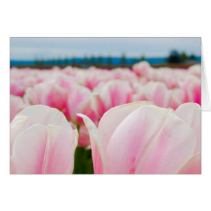 Cartão Campo cor-de-rosa da tulipa