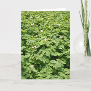 Cartão Campo da batata