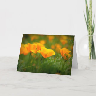 Cartão Campo da Califórnia Poppies Laranja Vazio