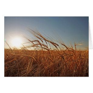Cartão Campo da grão