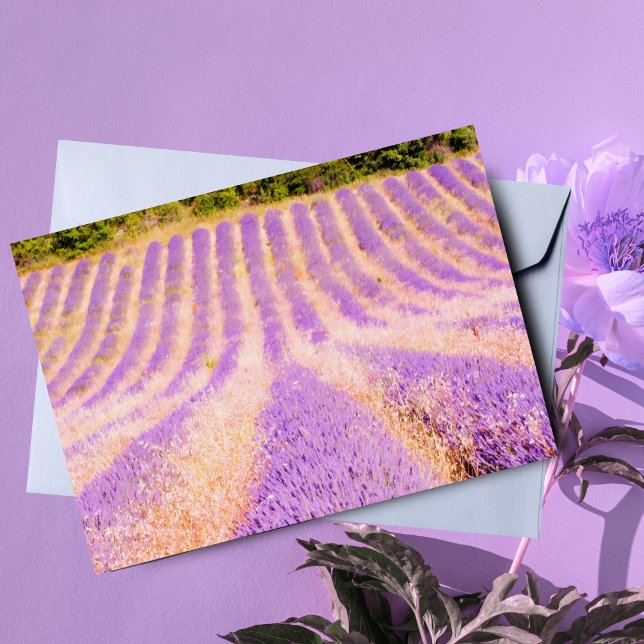 Cartão Campo Da Proveniência Da Lavanda França Vazio (Charming card for nature lovers, perfect for personalized notes and greetings.)