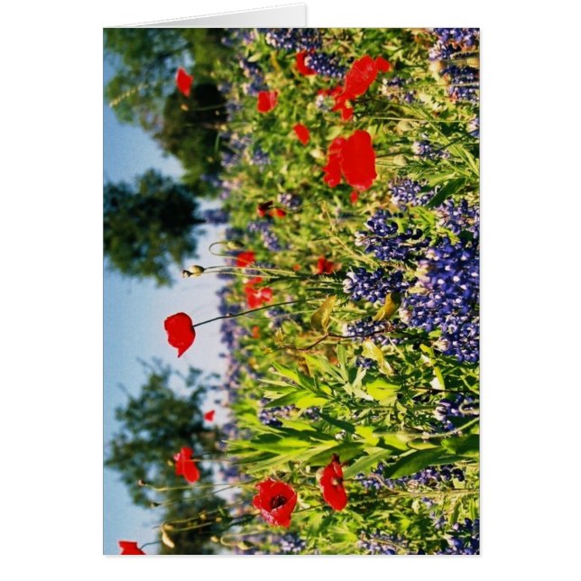 Cartão Campo das flores (Frente)