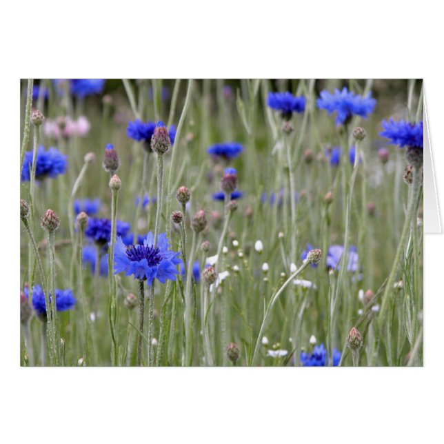 Cartão Campo de azul (Frente Horizontal)