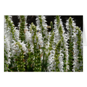 Cartão Campo de flores de Lavanda branca