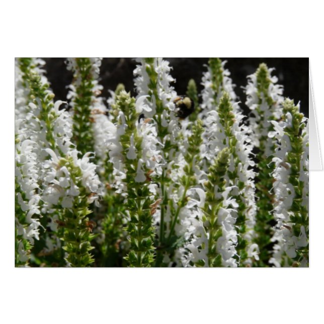 Cartão Campo de flores de Lavanda branca (Frente Horizontal)
