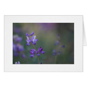 Cartão campo de Lupine