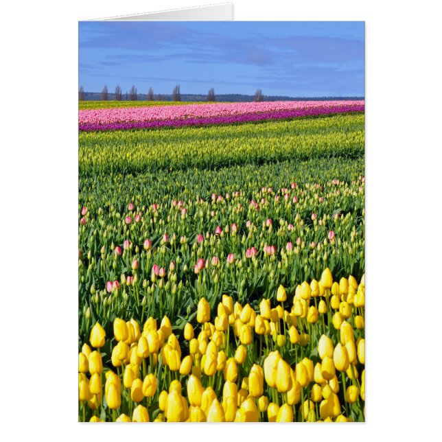 Cartão campo de primavera tulipas (Frente)