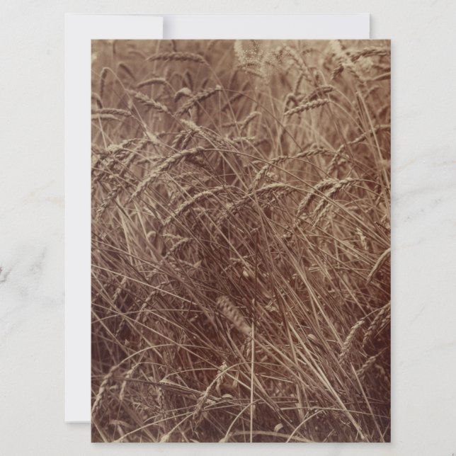 Cartão Campo de trigo (por Eugène Atget) (Frente)