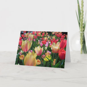 Cartão Campo de Tulipas