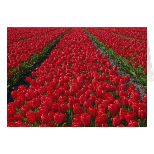 Cartão Campo de tulipas de flores, Países Baixos, Holanda (Frente Horizontal)