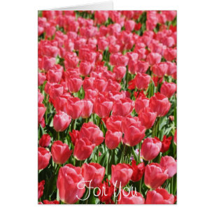 Cartão Campo de tulipas rosa