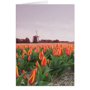 Cartão Campo e moinho de vento de flor da tulipa