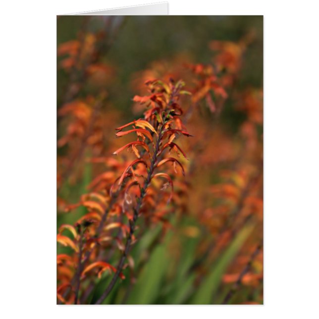 Cartão Campos de brilho laranja (Frente)