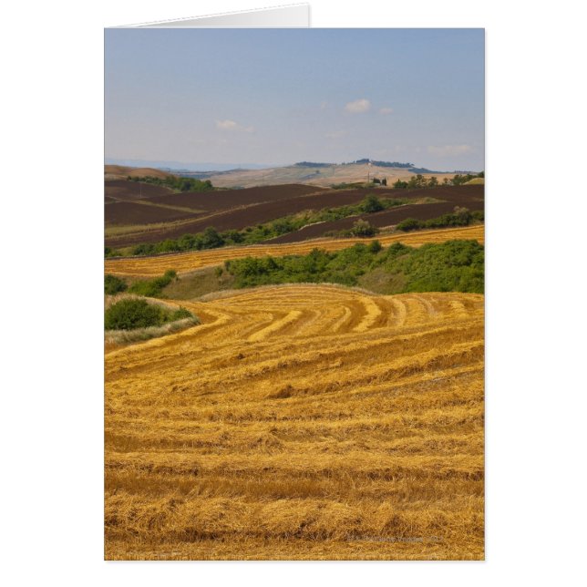 Cartão Campos de trigo após a colheita (Frente)