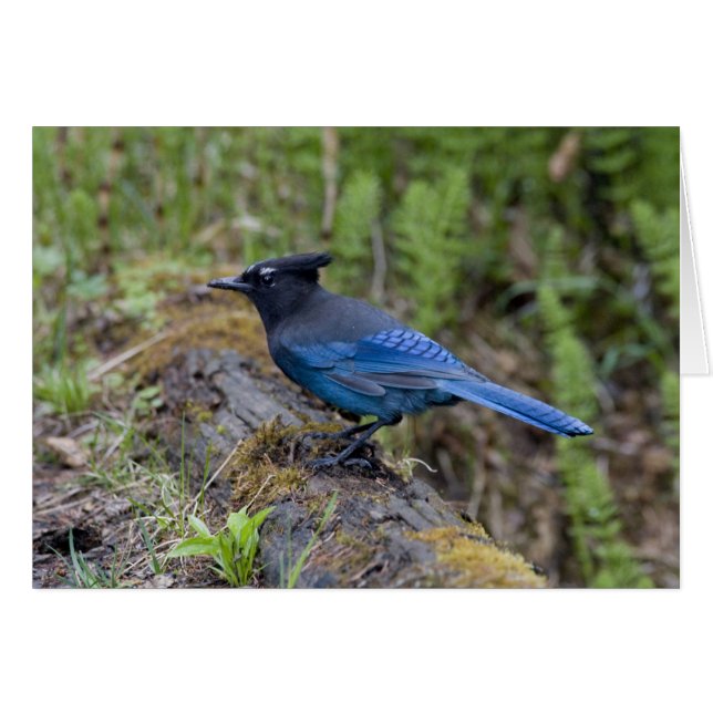 Cartão Canadá: Colúmbia Britânica, Yoho NP, Stellar jay, (Frente Horizontal)